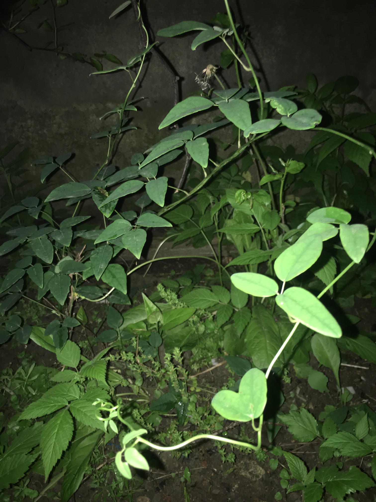 网购八月瓜苗,结果买到了宿迁假苗
