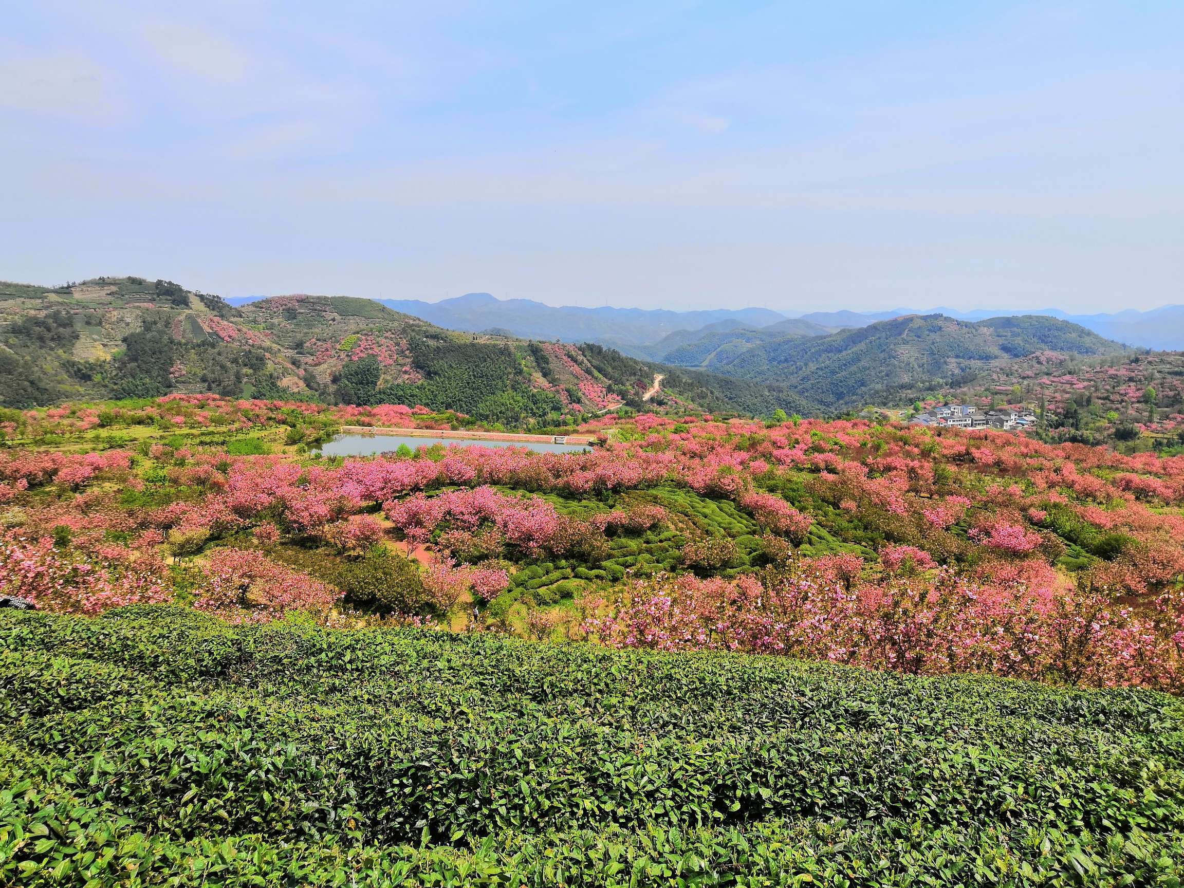 大岚樱花之旅