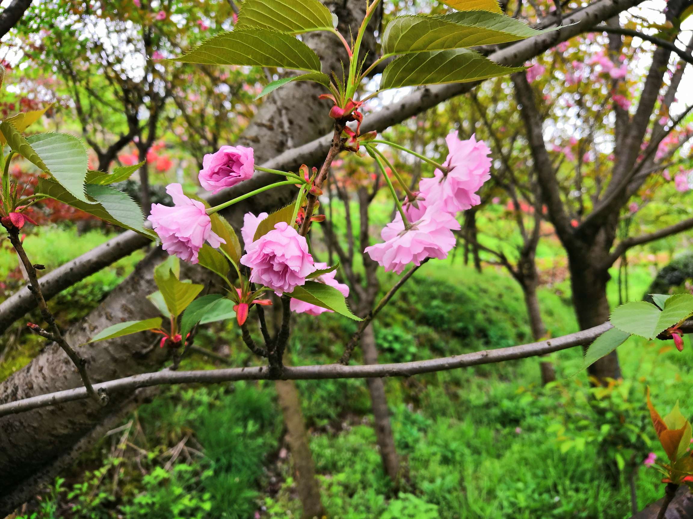 大岚樱花图片