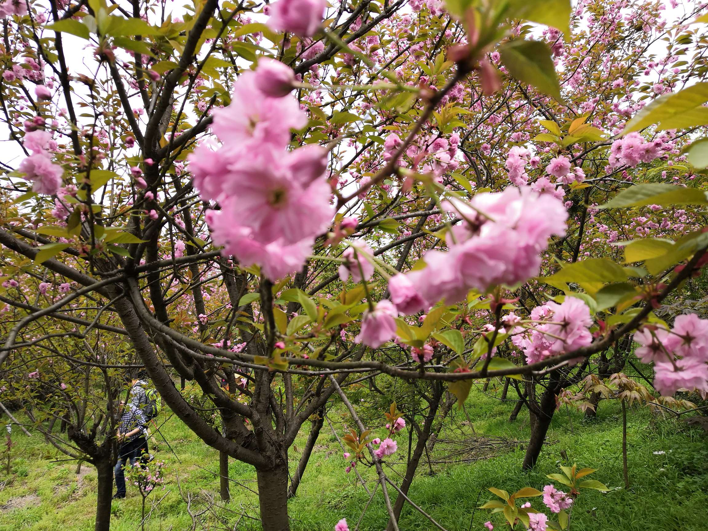 大岚樱花图片