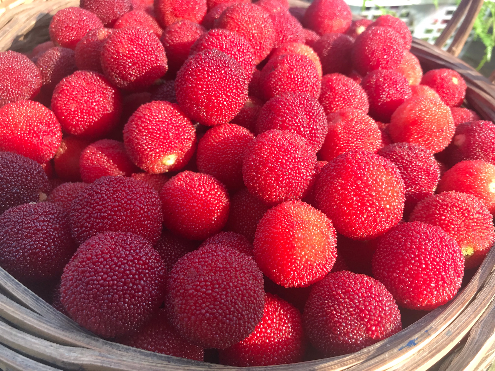 西山白杨梅水晶杨梅开卖