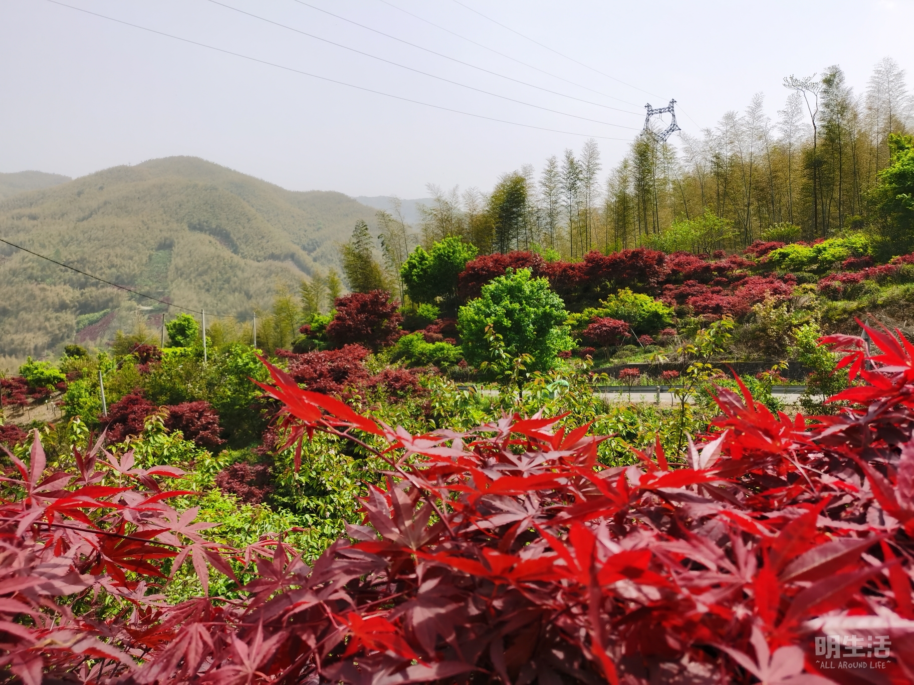 光雾山赏秋最全指南！带你领略“中国红叶第一山”的红叶盛宴 - 知乎