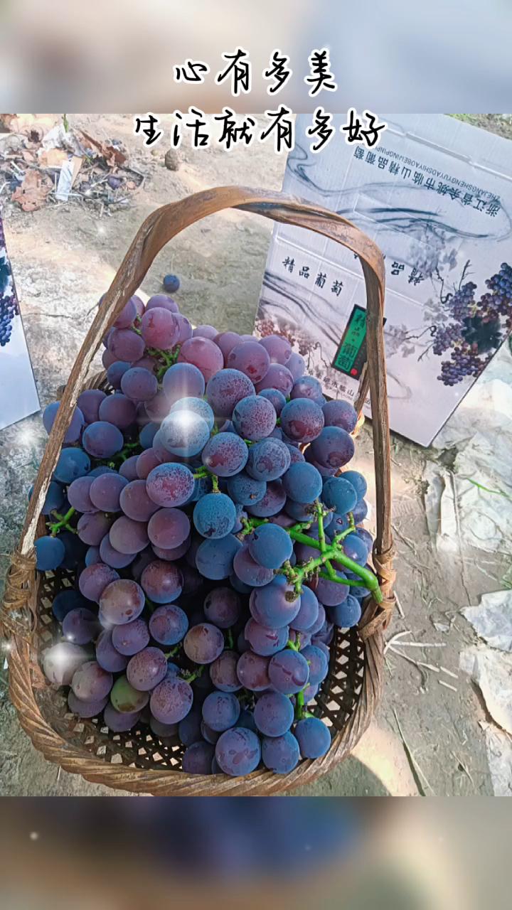 临山巨峰葡萄上市啦35元一箱5斤装明早余姚市区送葡萄