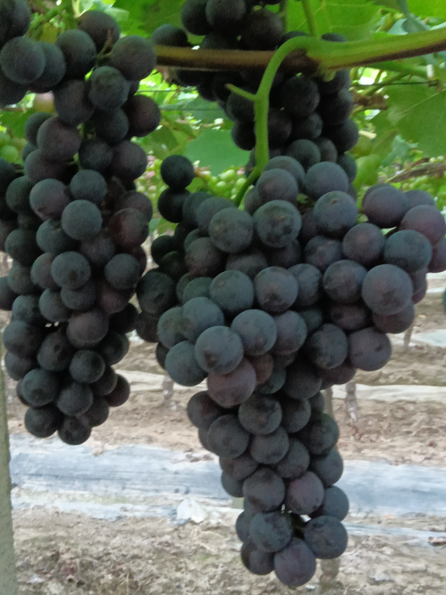 临山巨峰葡萄上市啦35元一箱5斤装明早余姚市区送葡萄