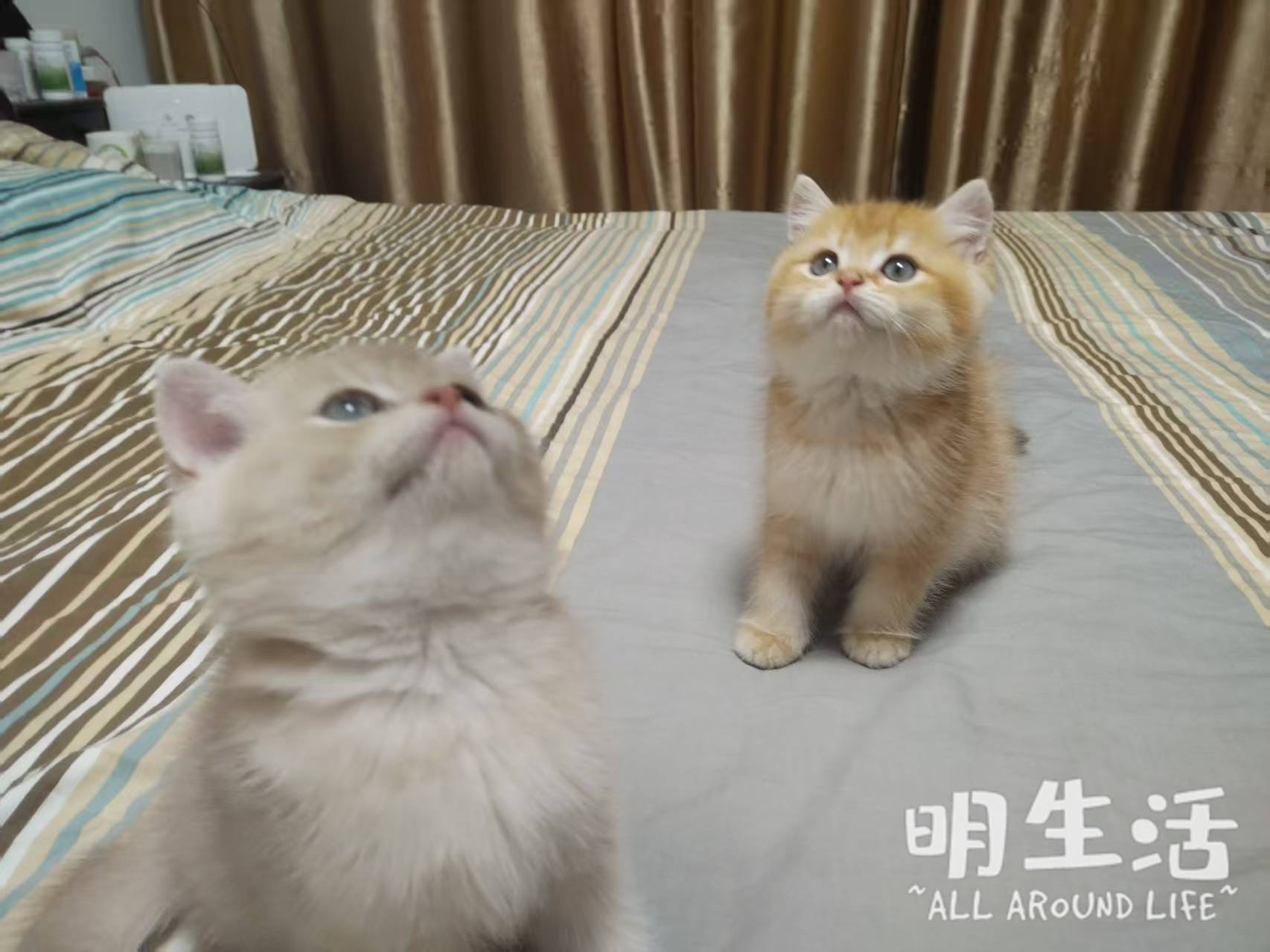 什么和猫论坛(和猫交流的软件下载)